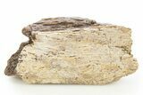 Fossil Tyrannosaur (T rex) Bone Section - Wyoming #309874-1